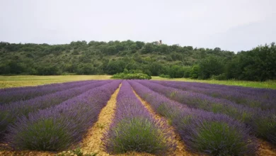 champ de lavandin