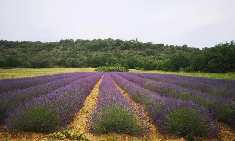 champ de lavandin