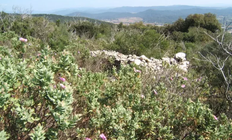 garrigue avec cistes en fleurs