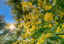 MIMOSA