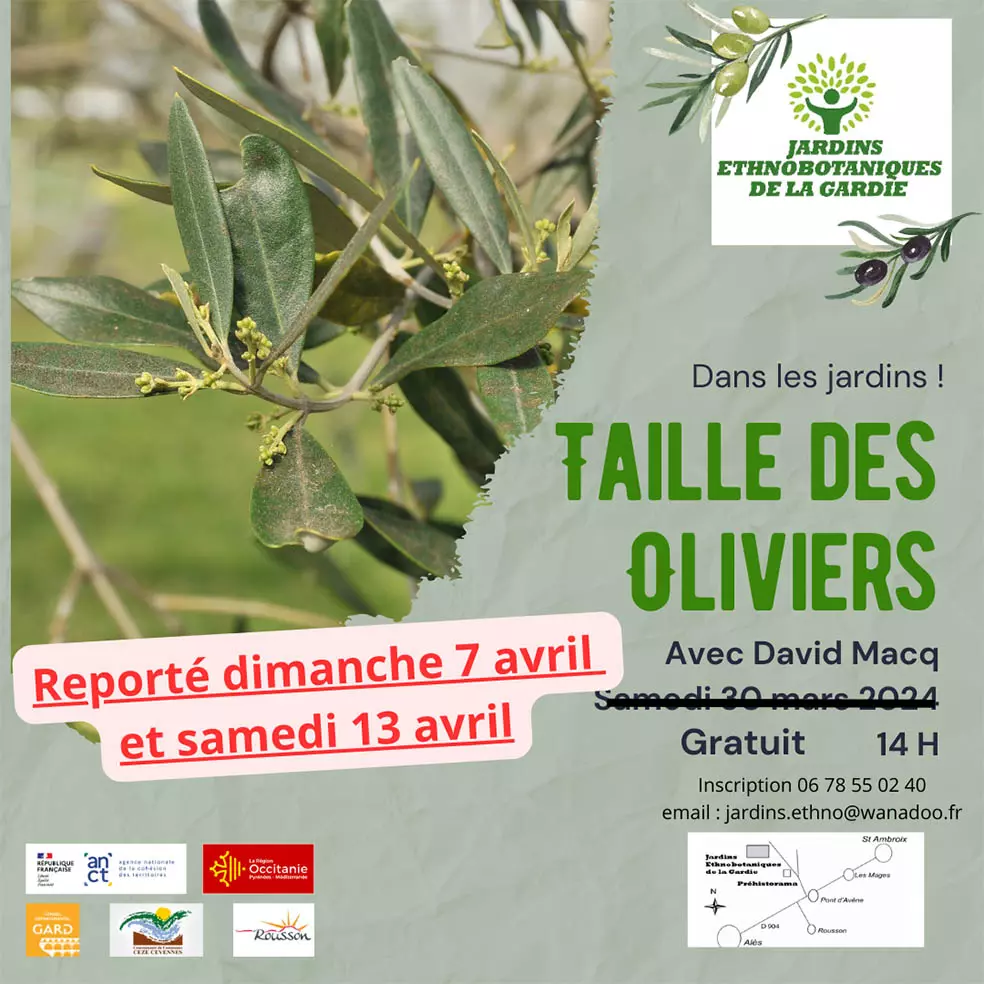 Taille des Oliviers 2024